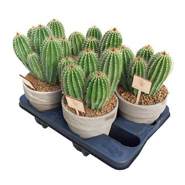 Neobuxbaumia polylopha