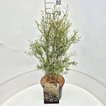 Salix purpurea 'Nana'