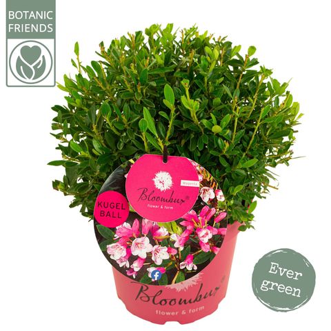 Rhododendron BLOOMBUX MAGENTA