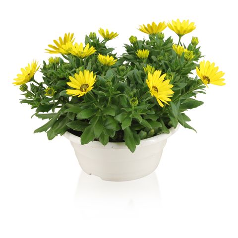 Osteospermum MARGARITA YELLOW