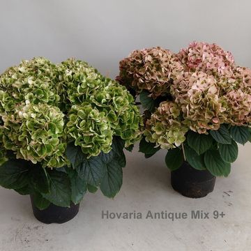 Hydrangea macrophylla MIX