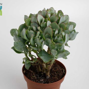 Crassula arborescens undilatifolia