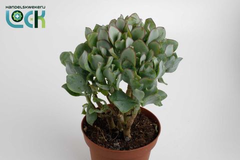 Crassula arborescens undilatifolia