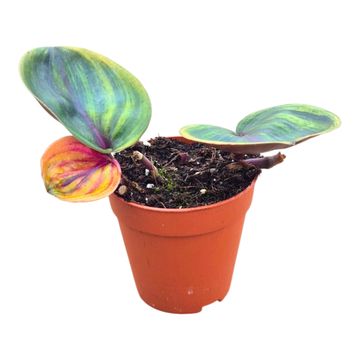 Geogenanthus ciliatus 'Aura Flame'