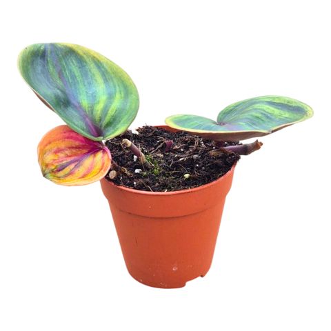 Geogenanthus ciliatus 'Aura Flame'