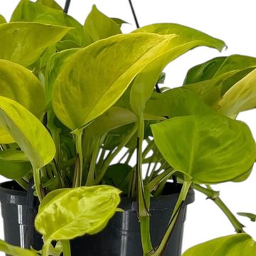 Epipremnum 'Champs Élysées'