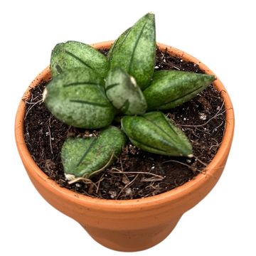 Sansevieria 'Pyramid'