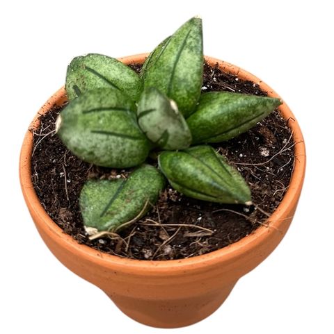 Sansevieria 'Pyramid'