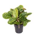 Aglaonema 'Apple Green'