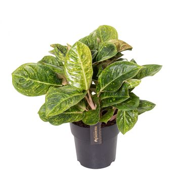 Aglaonema 'Apple Green'