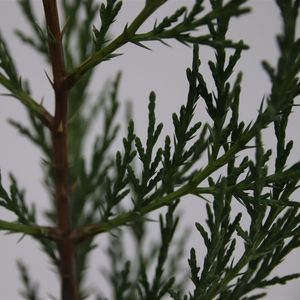 Juniperus chinensis 'Keteleeri' (Bremmer Boomkwekerijen)