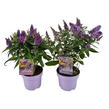 Buddleja davidii BUTTERFLY CANDY LITTLE MIX