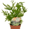 Pteris straminea