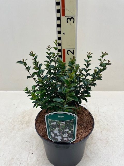 Luma apiculata