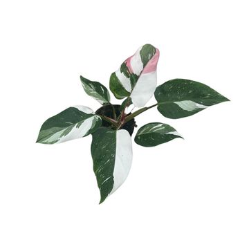 Philodendron 'White Princess Tricolor'