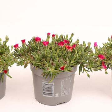 Delosperma cooperi LIDO ORANGE WITH EYE