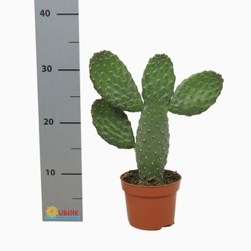 Opuntia consolea