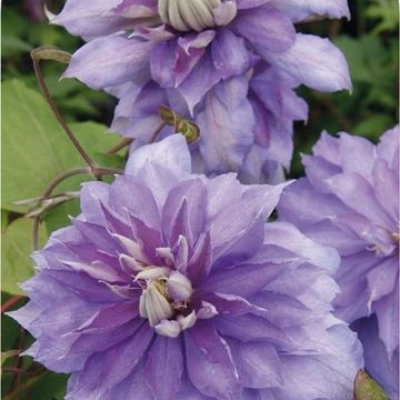 Clematis 'Countess of Lovelace' (EL)