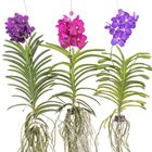 Vanda MIX