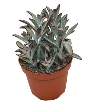 Kalanchoe tomentosa 'Nigra'
