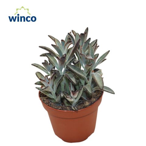 Kalanchoe tomentosa 'Nigra'