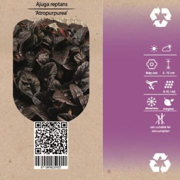 Ajuga reptans 'Atropurpurea'