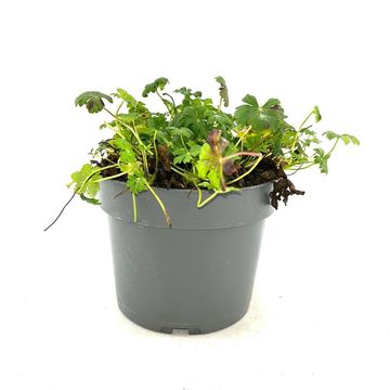 Geranium x cantabrigiense 'Karmina'