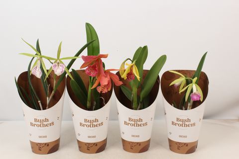 Brassavola MIX