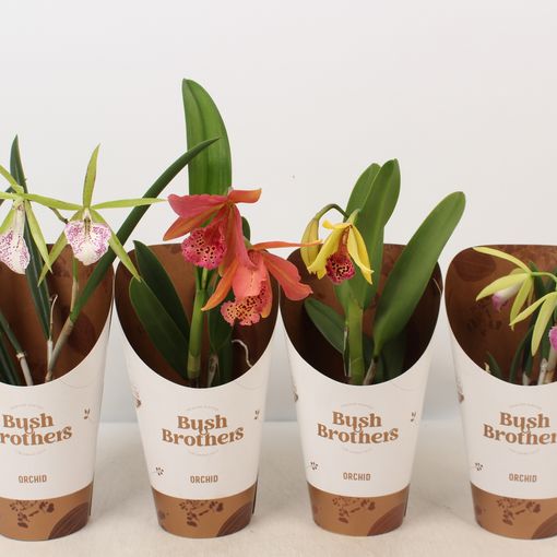 Brassavola MIX