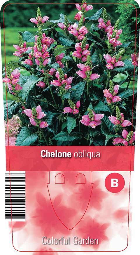 Chelone obliqua