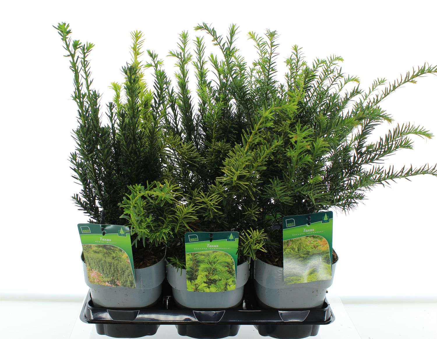 Taxus MIX  Pflanzengrohandel FlorAccess