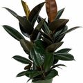 Ficus elastica 'Abidjan'