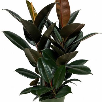 Ficus elastica 'Abidjan'