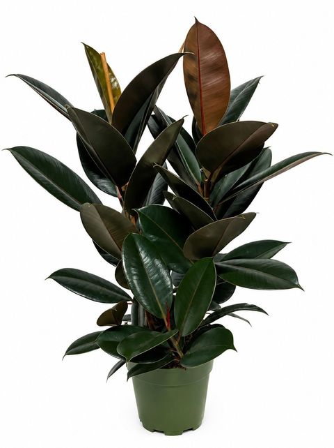 Ficus elastica 'Abidjan'
