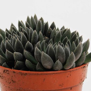 Crassula 'Crassimus'