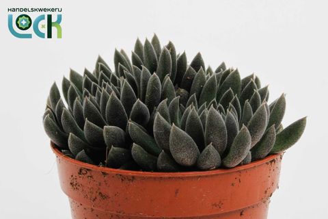 Crassula 'Crassimus'