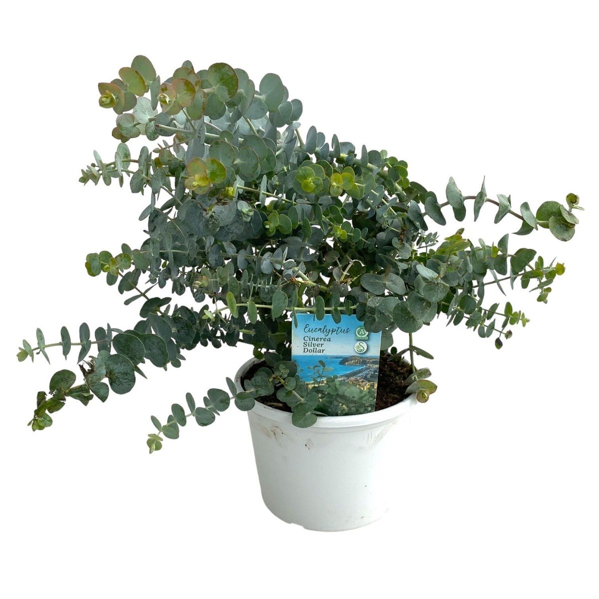 Eucalyptus gunnii — Plant Wholesale FlorAccess