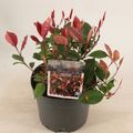 Photinia x fraseri 'Little Red Robin'