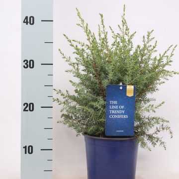 Juniperus communis 'Hibernica'