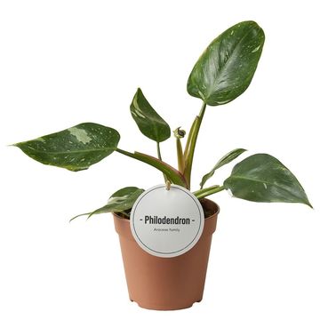 Philodendron 'White Princess'