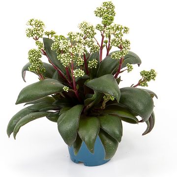 Crassula orbicularis