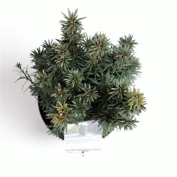 Taxus baccata 'Фастигиата'