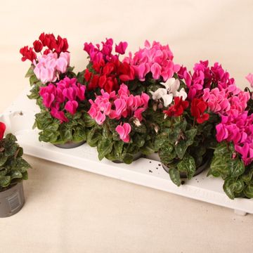 Cyclamen SUPER SERIE VERANO MIX