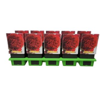 Пион 'Мени Хэппи Ретернс'