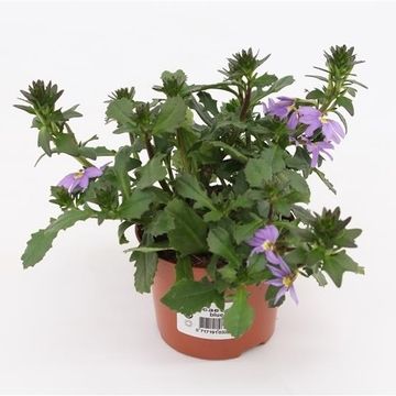 Scaevola saligna 'Blue Fan'