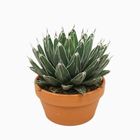 Agave victoriae-reginae