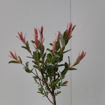 Salix integra 'Flamingo'