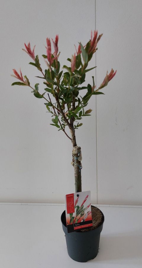 Salix integra 'Flamingo'