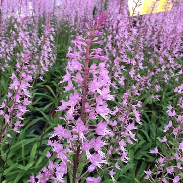 Stenoglottis longifolia