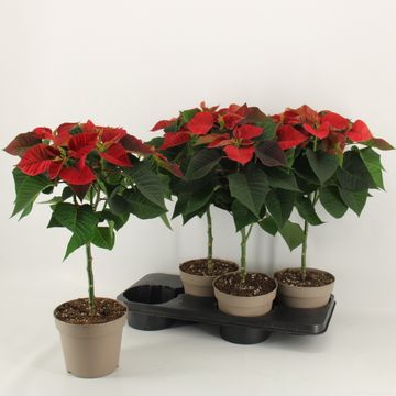 Euphorbia pulcherrima CHRISTMAS EVE